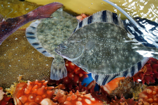 flounder fish swimming inside a live fish tank