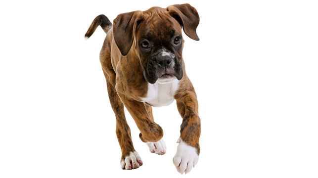 Brindle boxer puppy running forward, isolated on transparent background