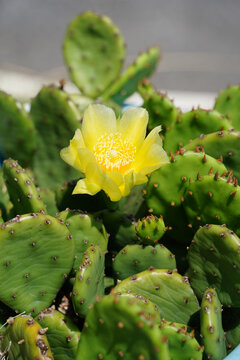 Beautiful yellow prickly pear cactus flower blooming in the garden