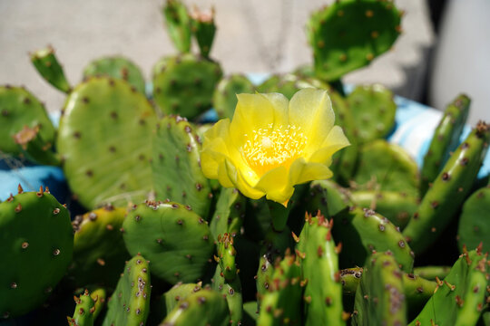 Beautiful yellow prickly pear cactus flower blooming in the garden
