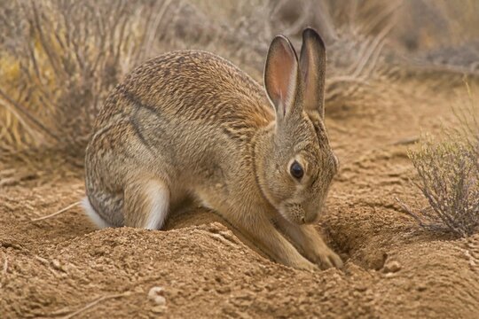 Desert cottontail rabbit digging a burrow in dry, sandy ground