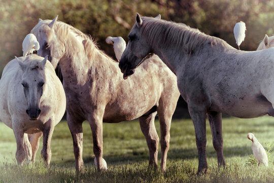 Dreamy image of wild Camargue horses and western cattle egrets (Bubulcus ibis) at Isonzo river mouth nature reserve, Isola della Cona, Friuli Venezia Giulia, Italy.