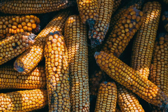 Moldy, diseased corn cobs displaying signs of fungal infection and ear rot. Concept of crop damage, agricultural yield loss, plant pathology, grain contamination, and farming hazards.