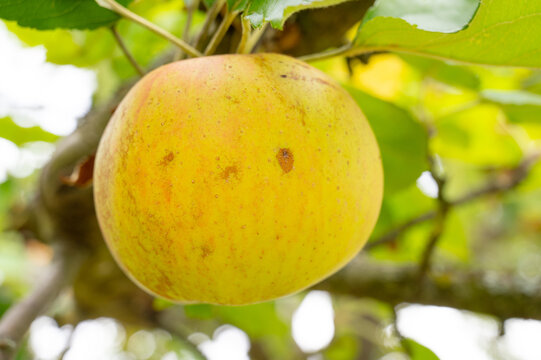 Ripe apple growing on tree, healthy fruits on platation, harvest in summer or autumn, agriculture farm, garden