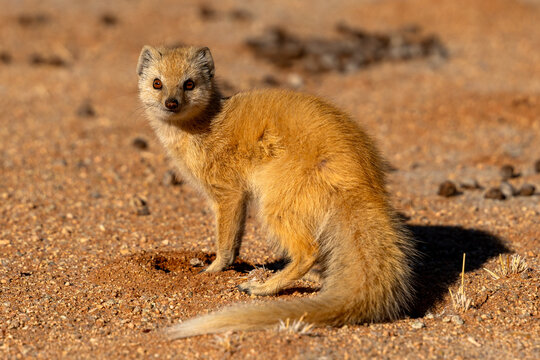 Yellow mongoose on dry ground, Namibia