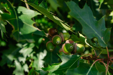 Green acorns Quercus rubra growing on Northern Red Oak branch in summer © Iva