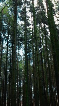Tall, Slender, Dry Tree Trunks In The Mountains