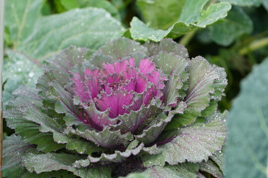 Ornamental kale (Brassica oleracea var. Acephala), a popular ornamental plant with vividly colored leaves. Botanical School Garden, Hanover, Germany.