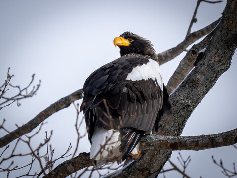 Steller's Sea Eagle Perched on Tree Branch in Winter Hokkaido
