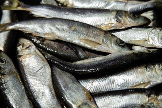Fresh baltic herring fish close up on dark background