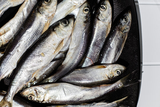 Fresh baltic herring fish close up on dark background