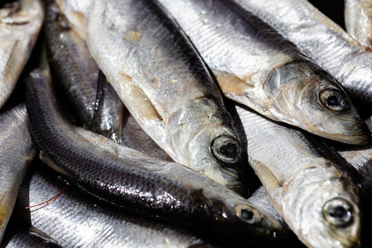 Fresh baltic herring fish close up on dark background