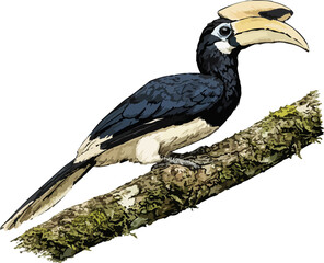 Anthracoeros albirostris illustration art © Diono