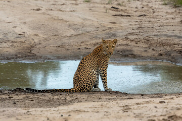 Leopard at the edge of a muddy pool in Botswana © Jeroen Kleiberg