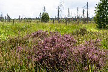 Purple wildflowers in a meadow with bare trees, Belgium © Jeroen Kleiberg