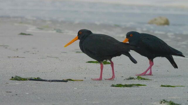 Two black variable oystercatchers walk together across a sandy beach near the ocean waves in natural daylight during a telephoto close-up shot
