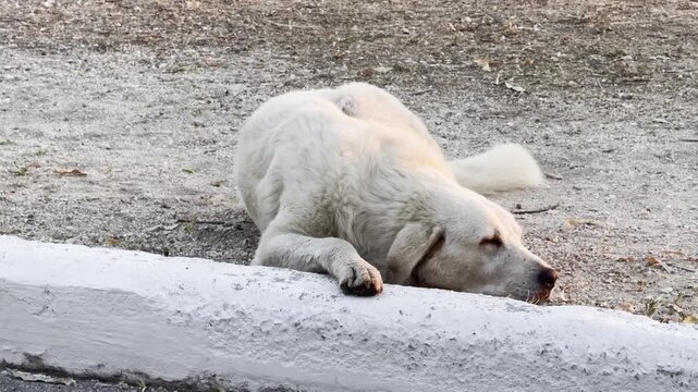 Video of a white stray dog resting on a curb near the water during a Greek summer evening.