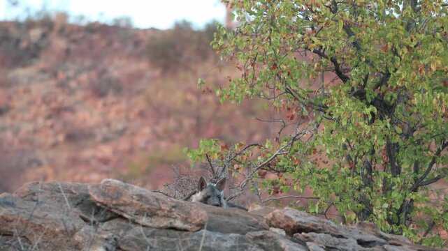 A young Brown Hyena cub cautiously peeks over a rocky rise in the Tuli region of Botswana, illuminated by soft, low morning light.