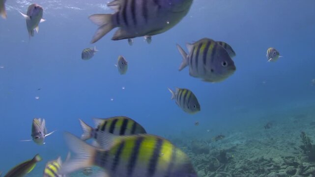 Curious sergeants major circle around the camera, darting in and out of frame. Its bold stripes stand out against the reef as it inspects the lens in clear tropical water.