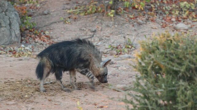 A young Brown Hyena cub walks through the Tuli region of Botswana, sniffing the ground as it explores its surroundings in soft golden morning light.
