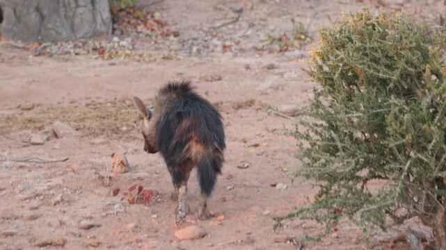 A young Brown Hyena cub pauses to sniff its own back before walking away through the African wilderness in soft golden morning light. Filmed in the Tuli wilderness of Botswana.