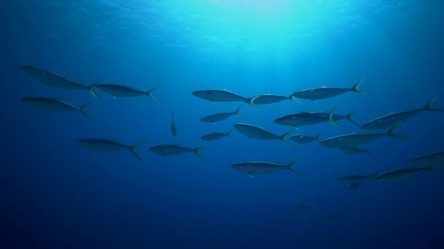 A school of yellowtail snapper glides through clear blue water, moving in smooth formation as they cross the frame. Their bright yellow tails stand out against the deep Caribbean backdrop.