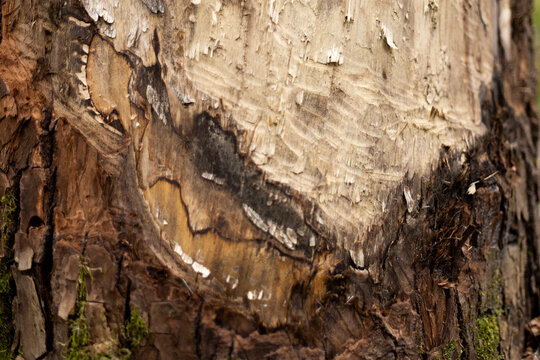 a tree trunk that was eaten by beavers in the forest. High quality photo