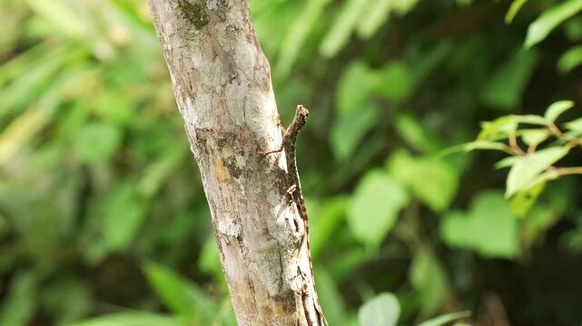 Macro static shot showing the slender body and long tail of a Draco gliding lizard resting on a textured tree trunk before suddenly lunging forward to catch and eat a small insect.