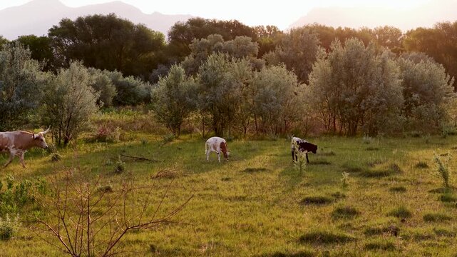 Texan longhorn calves joined by their mothers in a meadow at sunrise