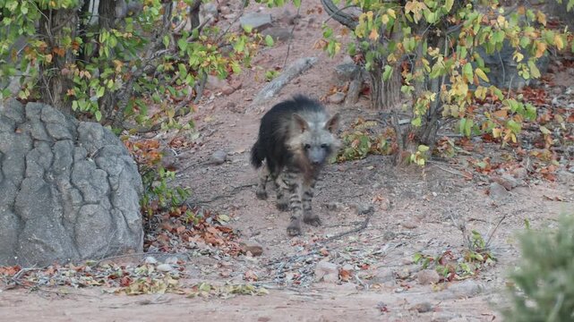 A cute Brown Hyena cub emerges between rocky outcrops and carefully sniffs the ground in the Tuli region of Botswana.