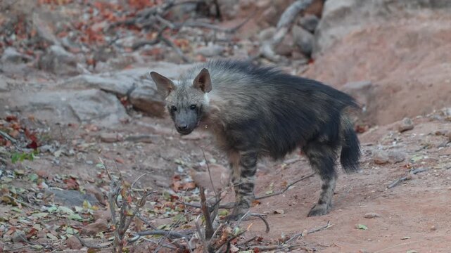 A young Brown Hyena cub walks through the Tuli region of Botswana, sniffing the ground as it explores its surroundings in soft golden morning light before the cub pauses and looks into the camera.