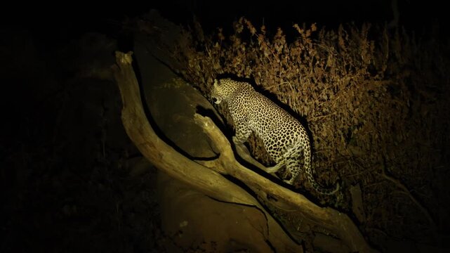 A female leopard climbs up a huge tree branch in the spotlight at night in the Tuli region of Botswana.