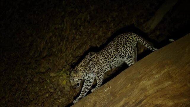 A female leopard walks carefully down a huge tree branch in the spotlight at night in the Tuli region of Botswana.