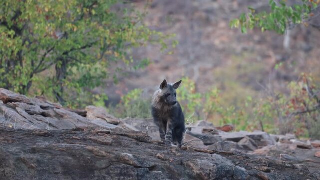A young Brown Hyena cub cautiously peeks over a rocky rise in the Tuli region of Botswana, illuminated by soft, low morning light.