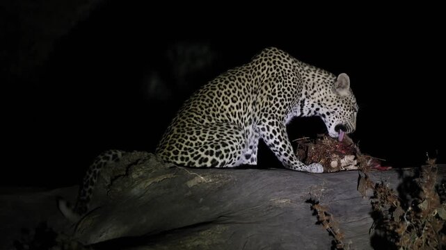 A female leopard sits atop a huge tree in the spotlight at night feeding on a carcass, in the Tuli region of Botswana.