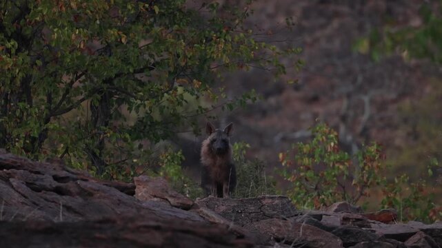A young Brown Hyena cub stands atop a roccky outcrop cautiously looking into the camera. Filmed in the Tuli region of Botswana, illuminated by soft, low morning light.