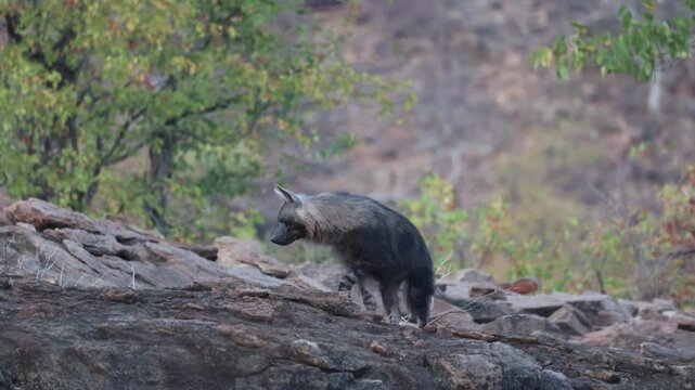 A young Brown Hyena cub stands and looks down from a rocky rise in the Tuli region of Botswana, before walking along the edge of the hill. Illuminated by soft, low morning light.
