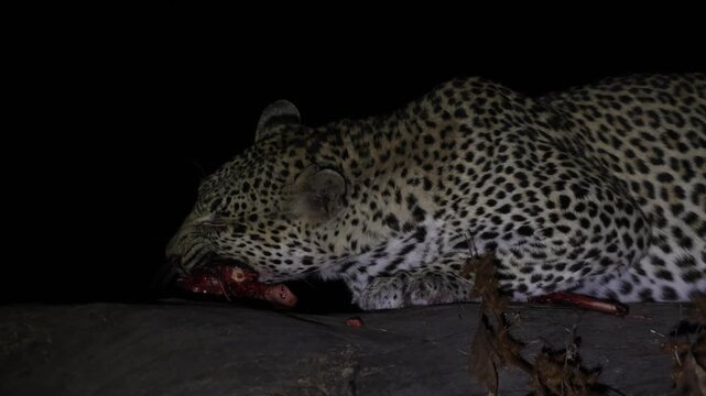 Closeup of a female leopard feeding on a carcass atop a huge tree in the spotlight at night , in the Tuli region of Botswana.