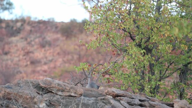 A young Brown Hyena cub cautiously peeks over a rocky rise in the Tuli region of Botswana, illuminated by soft, low morning light.