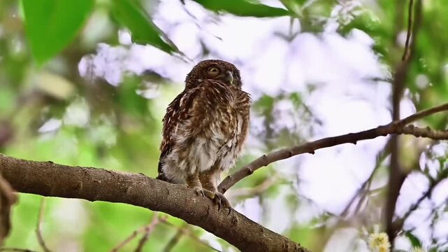 Asian Barred Owlet Perched on Tree Branch with Its Eye Closed