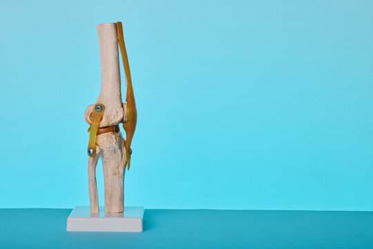 Human knee joint anatomical model on stand for orthopedic consultation of osteoarthritis and meniscus injury.
