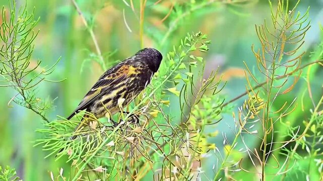 Red‑fronted Serin Perched on Wild Herb Stem Eating Seeds