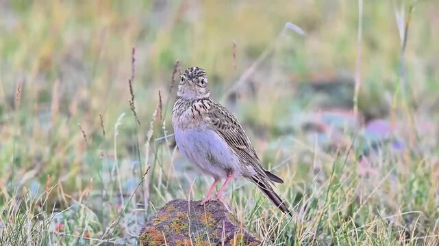 Eurasian Skylark Singing on Lichen‑Covered Stone in Grassland