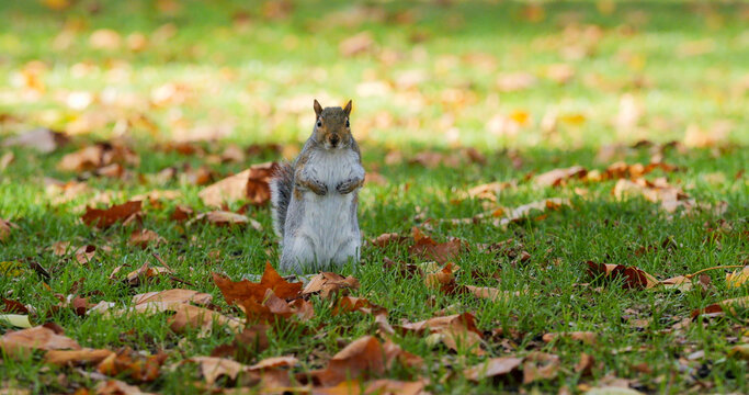 Squirrel jumping on the lawn full of autumn fallen leaves