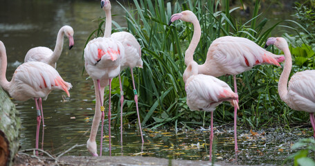 Many pink flamingos feeding in the water © MEDIAIMAG
