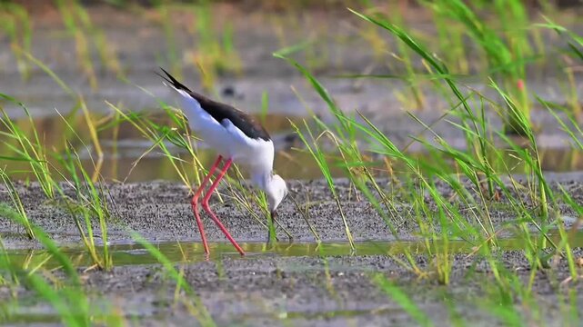 Black‑winged Stilt Foraging in Shallow Wetland Water Among Grass