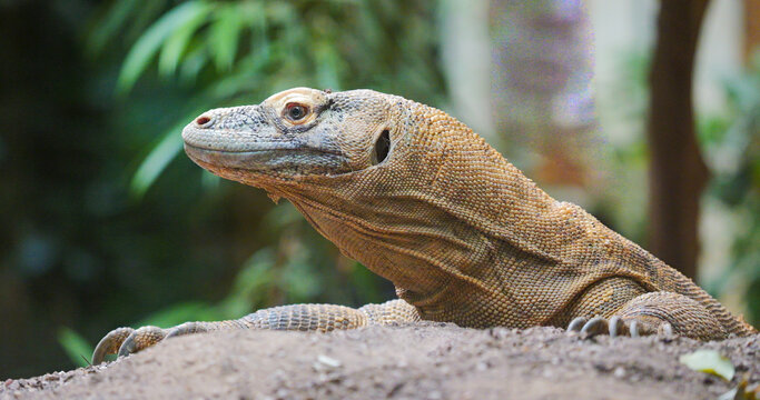 Portrait of the Komodo dragon (Varanus komodoensis)