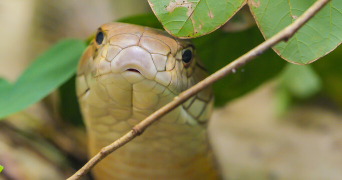 King cobra (Ophiophagus hannah) close-up portrait looking to camera
