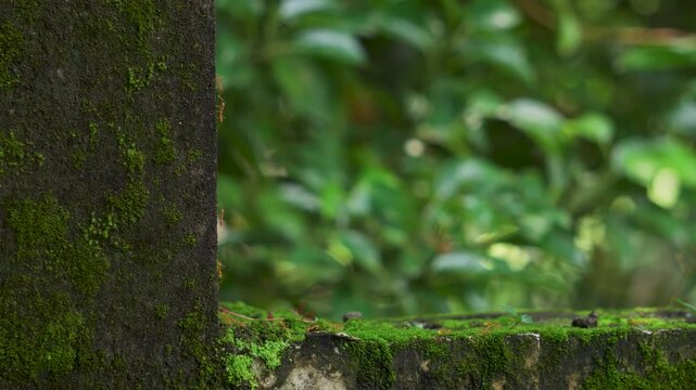 Close-up of red garden ants (Oecophylla smaragdina) on moss-covered tree trunk and stone ledge