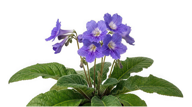 Beautiful purple violets flower in natural setting isolated on transparent background